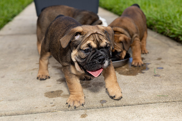puppies 24 edited-54
