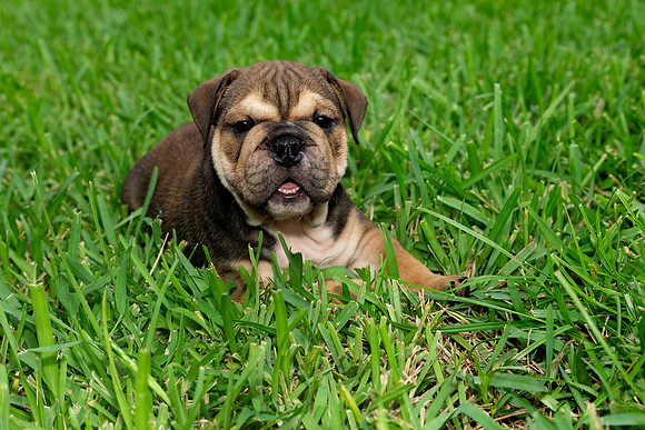puppies 24 edited-56