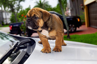 puppies 24 edited-16