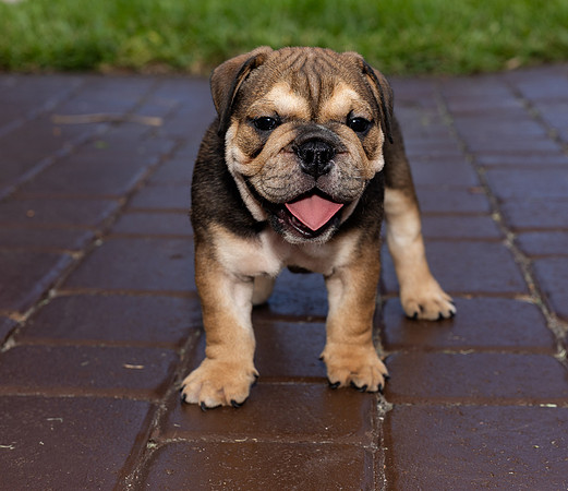 puppies 24 edited-39