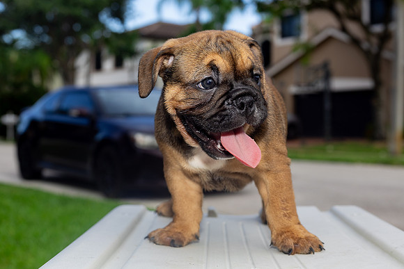 puppies 24 edited-60