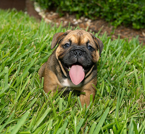puppies 24 edited-37