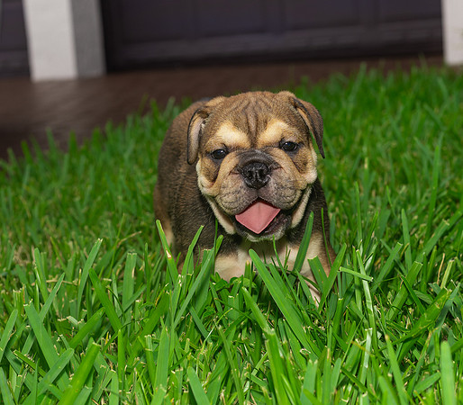 puppies 24 edited-50