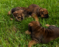 puppies 24 edited-5