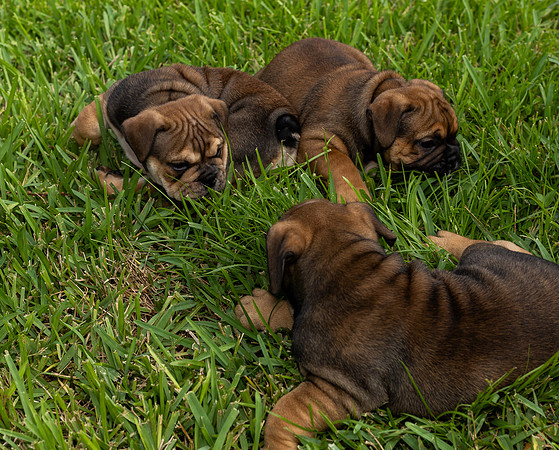 puppies 24 edited-5