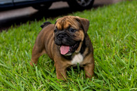 puppies 24 edited-11