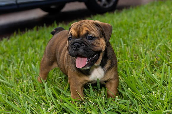 puppies 24 edited-11