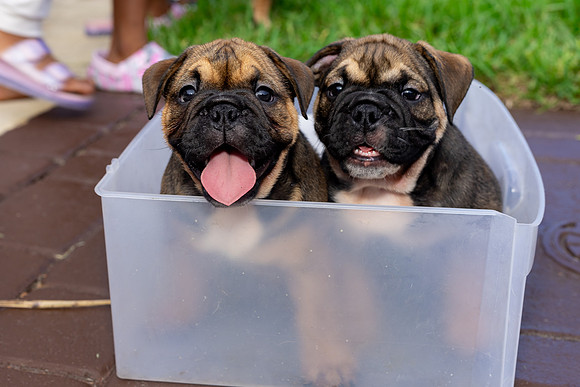 puppies 24 edited-59