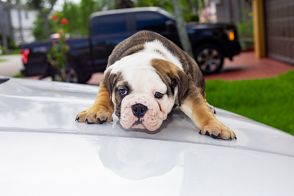 puppies 24 edited-32