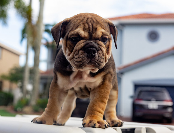 puppies 24 edited-73