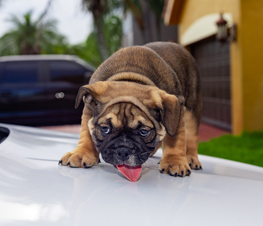 puppies 24 edited-22