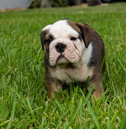 puppies 24 edited-3