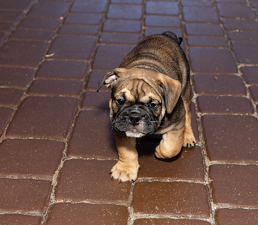 puppies 24 edited-40